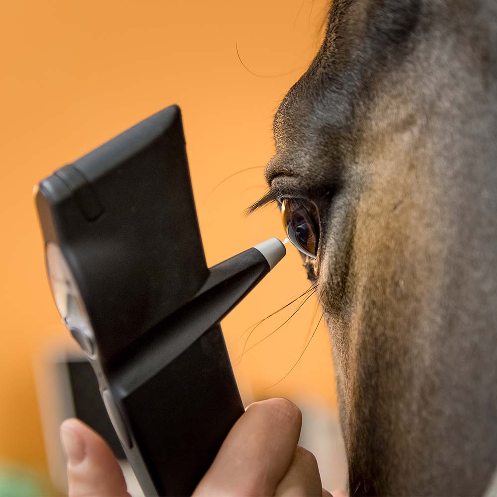 Clinique vétérinaire équine d'Argonay