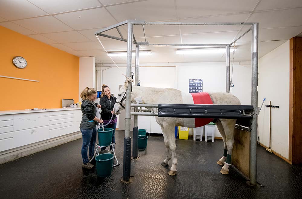 Médecine équine clinique vétérinaire équine d'Argonay