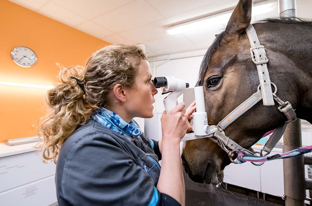 Ophtalmologie clinique vétérinaire équine d'Argonay