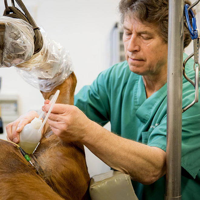 Anesthésie clinique vétérinaire équine d'Argonay