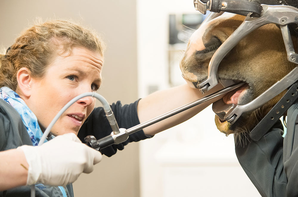Dentisterie clinique vétérinaire équine d'Argonay