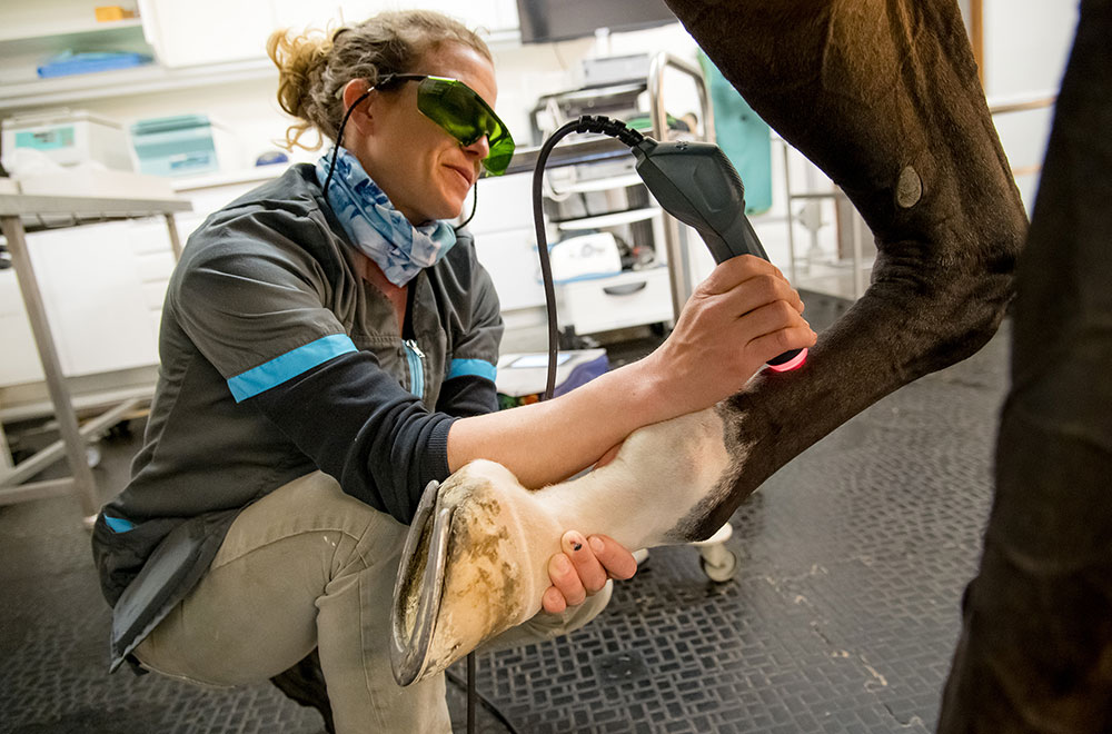 Physiothérapie clinique vétérinaire équine d'Argonay